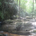 Plants, Animals, scenery, excitement, the Coosa has it all.